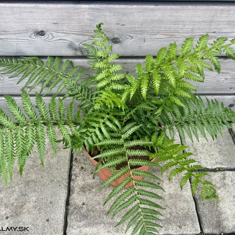 Cyathea cooperi (Stromová papraď) - kont. C7L, výška 70-90 cm
